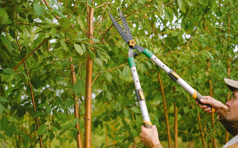 Tree trimming in Chesterfield, MO